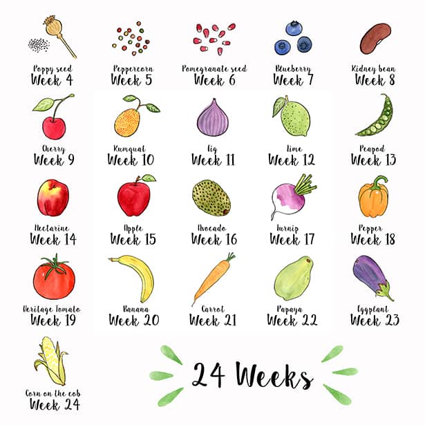 how-big-is-my-baby-fruits-and-vegetables-infographic